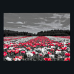Minsta selektiva Färg-foto i nedre Fält Poster<br><div class="desc">Kreativet Röd och vit blomma Fält landskap minimalistiskt selektivt Färg med svart och vit fotografi POSTER</div>