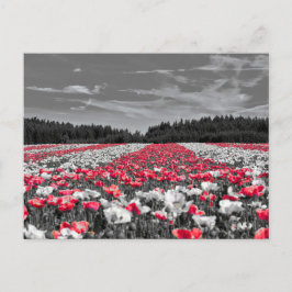 Minsta selektiva Färg-foto i nedre Fält Vykort