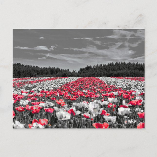 Minsta selektiva Färg-foto i nedre Fält Vykort (Framsida)