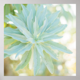 Mint Grönt SucculentCactus Flower Nature Art Print Poster