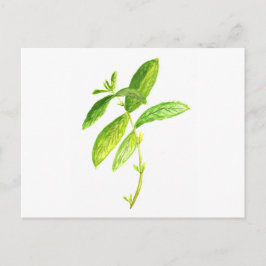 Mint herb Mint vattencolor Mint print Vykort