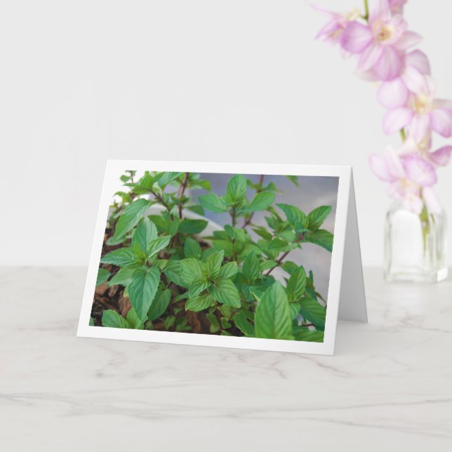 Mint Herb Plant Kort (Orkide)
