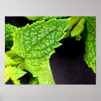 Mint Löv poster