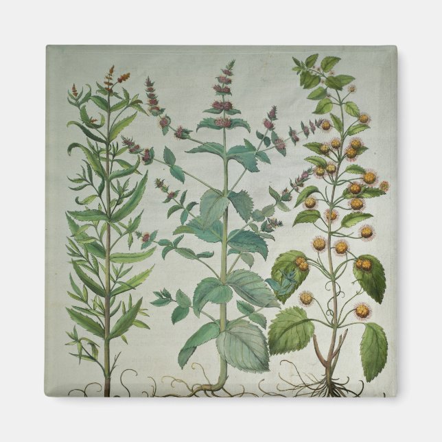 Mint: Mentha crispa Magnet (Framsidan)