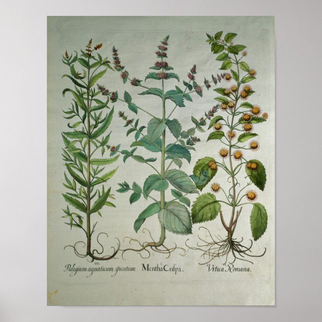 Mint: Mentha crispa Poster (Framsidan)