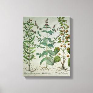 Mint: Menthacrispa Canvastryck