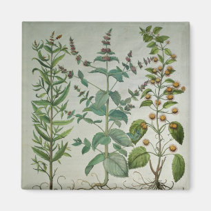 Mint: Menthacrispa Magnet