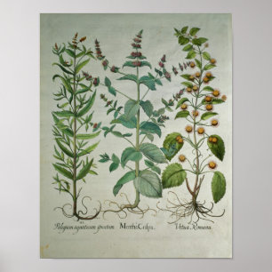 Mint: Menthacrispa Poster