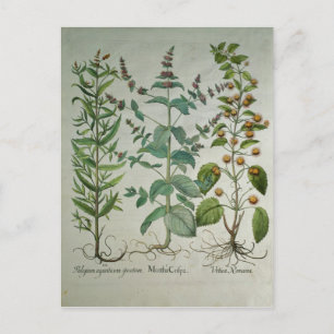 Mint: Menthacrispa Vykort