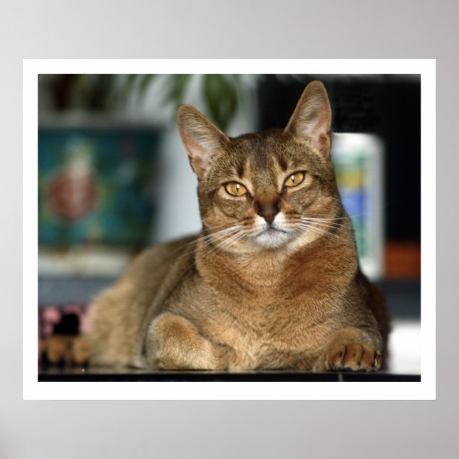 Minu - Minu Poster (Framsidan)