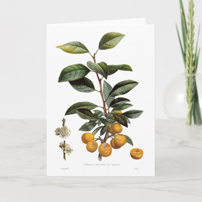 Mirabell (Prunus x domestica var. syriaca) Kort (Framsida)