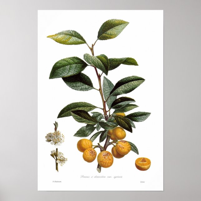 Mirabell (Prunus x domestica var. syriaca) Poster (Framsidan)