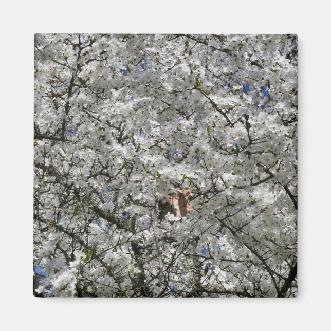 Mirabelle Blommar Fridge Magnet (Framsidan)