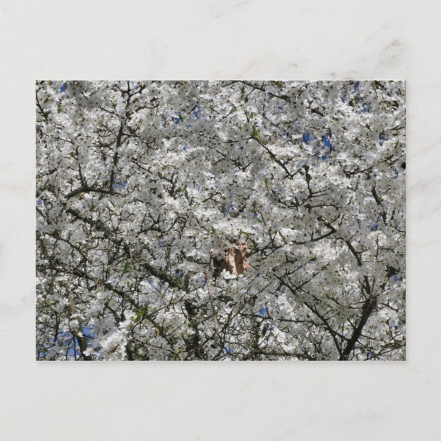 Mirabelle Blommar Postcard Vykort (Framsida)