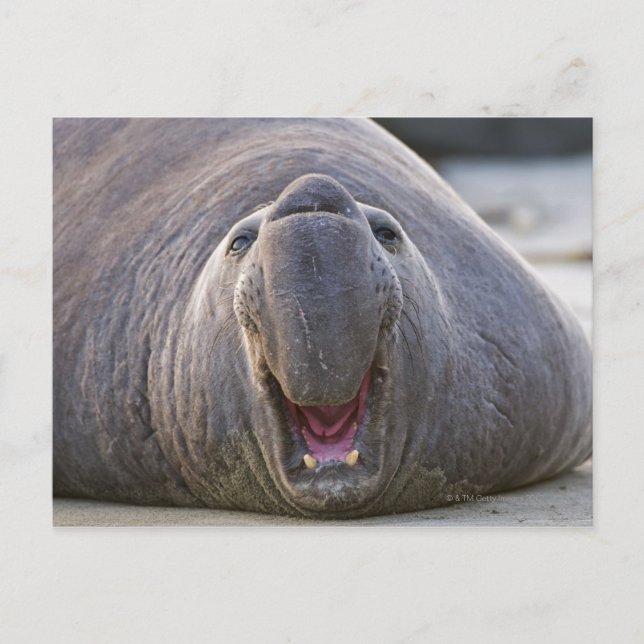 Mirorounga_angustirostris Vykort (Framsida)