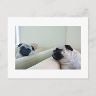 Mirror Pugs vykort