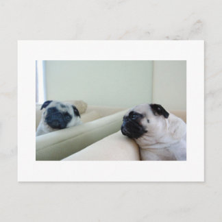 Mirror Pugs vykort