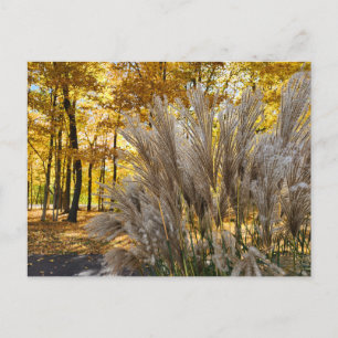 Miscanthus Maiden Grass Silver Plumes in Fall Vykort