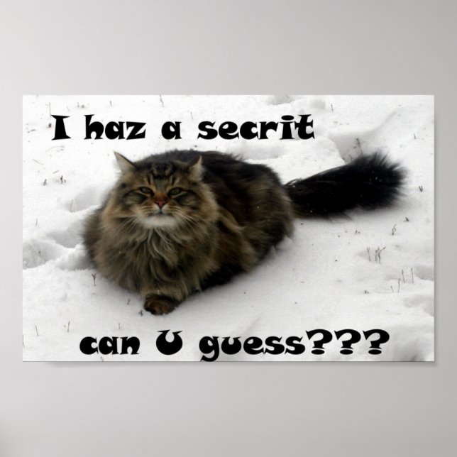 Mischievent Maine Coon i snö Poster (Framsidan)