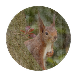 Mischievent Red Squirrel