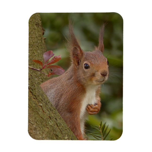 Mischievent Red Squirrel Magnet (Vertikal)