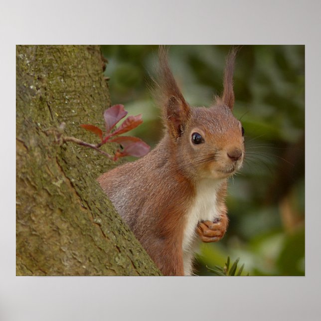 Mischievent Red Squirrel Poster (Framsidan)