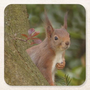 Mischievent Red Squirrel Underlägg Papper Kvadrat