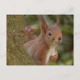 Mischievent Red Squirrel Vykort