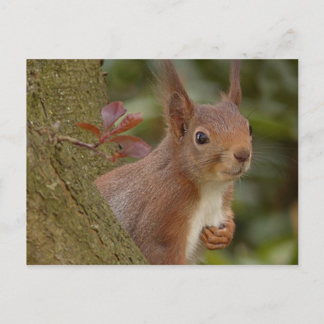 Mischievent Red Squirrel Vykort (Framsida)