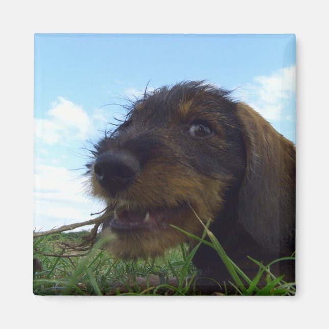 Mischievous Dachshund Puppy Magnet (Framsidan)