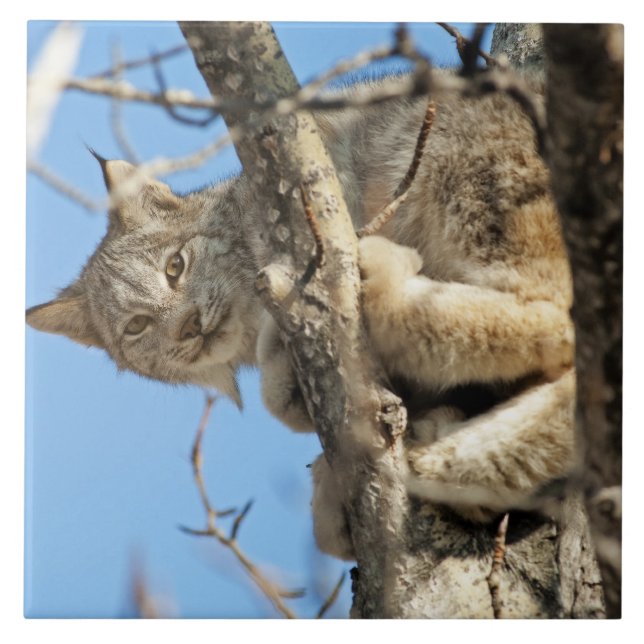 Mischievous Lynx Kakelplatta (Framsidan)