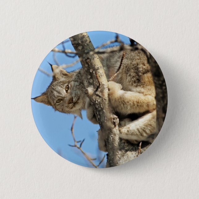 Mischievous Lynx Knapp (Framsida)