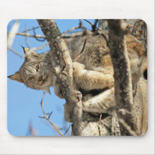 Mischievous Lynx Musmatta