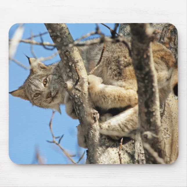 Mischievous Lynx Musmatta (Framsidan)