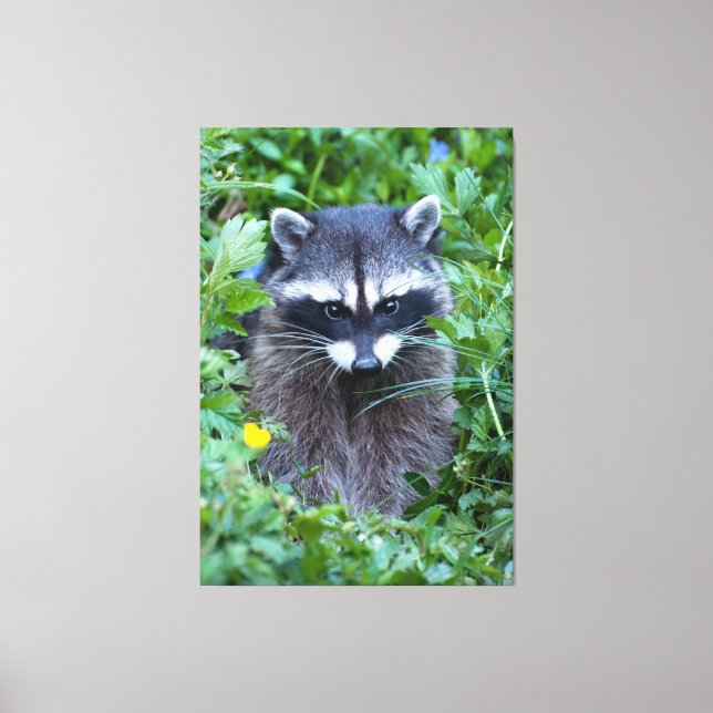 Mischievous Raccoon Canvastryck (Framsida)