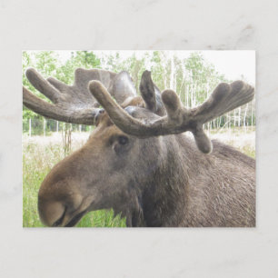 Mischiviv Moose Vykort