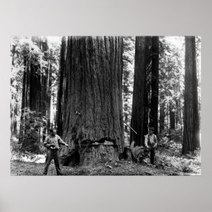 MISERY VIPPAR EN SEQUOIA C. 1900 POSTER