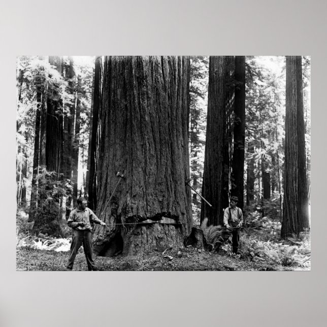 MISERY VIPPAR EN SEQUOIA C. 1900 POSTER (Framsidan)