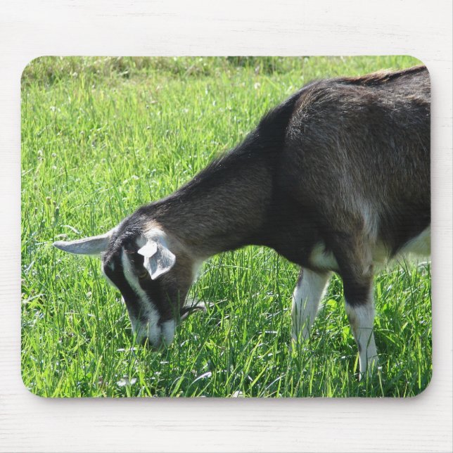 Misha Goat Musmatta (Framsidan)