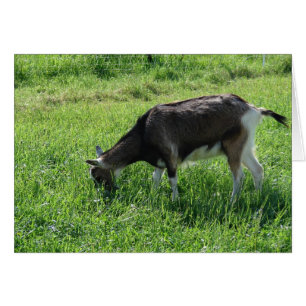 Misha the Goat Hälsningskort