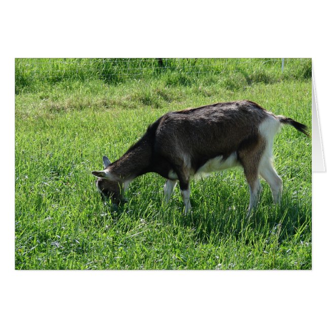 Misha the Goat Hälsningskort (Framsidan Horizontal)