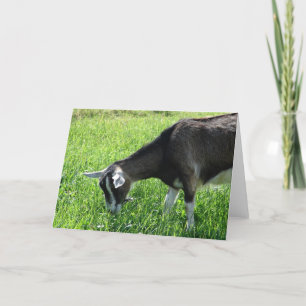 Misha the Goat Kort