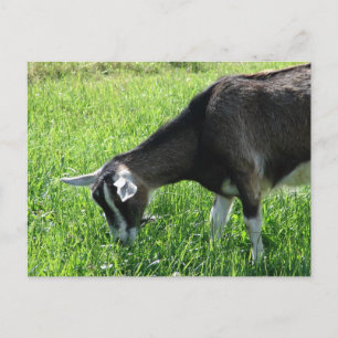 Misha the Goat Vykort