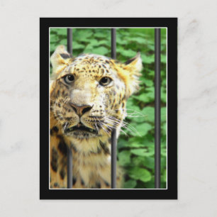 Mishap vid djurparken vykort