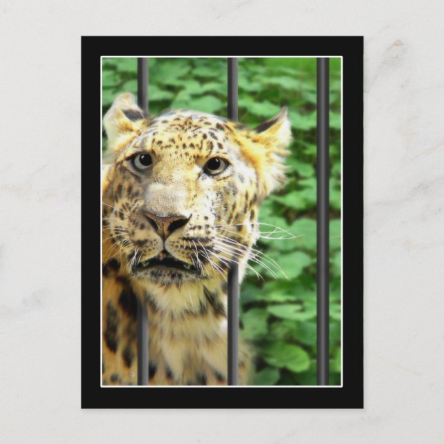 Mishap vid djurparken vykort (Framsida)