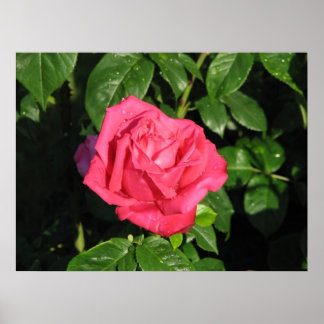 Miss All-American Beauty Hybrid Tea Ro 097 Poster