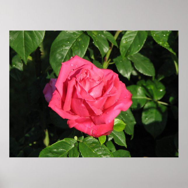Miss All-American Beauty Hybrid Tea Ro 097 Poster (Framsidan)
