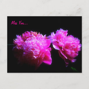 Miss du peony Postcard Vykort