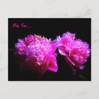 Miss du peony Postcard Vykort