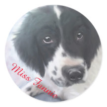 Miss Fannie - English Springer Spain Sticker